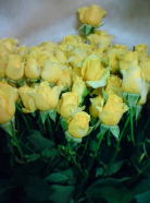 黄スプレーバラ　洋花　切り花購入